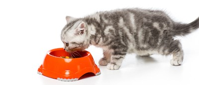 best kitten food best kitten food