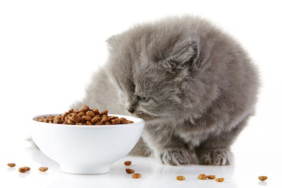 British long hair kitten eating food British long hair kitteneating cat food