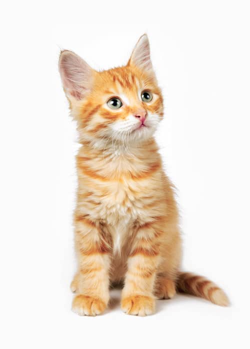 orange kitten orange kitten