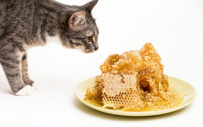 can cats eat honey Fresh honey in the comb with cat