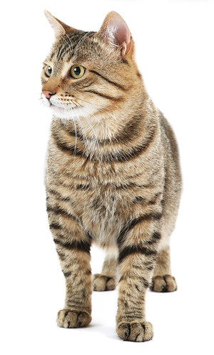 cat standing cat standing