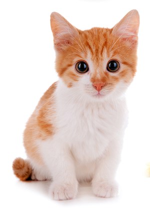 little kitten cute little kitten