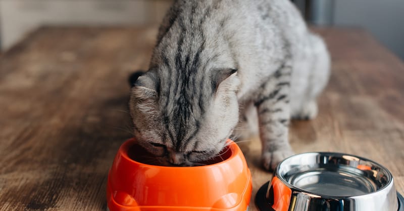 senior cat eating cat food senior cat eating cat food