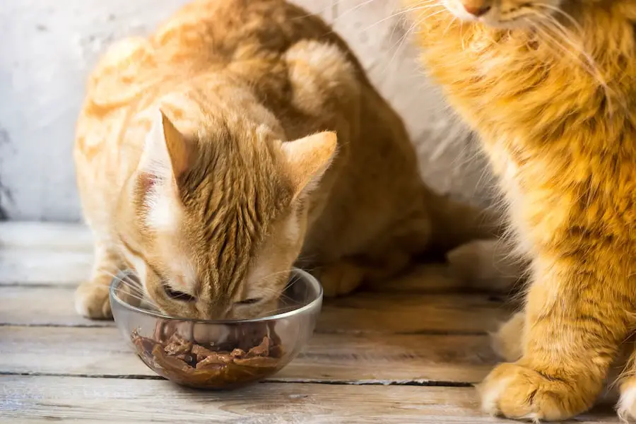 senior cat food older cat eating